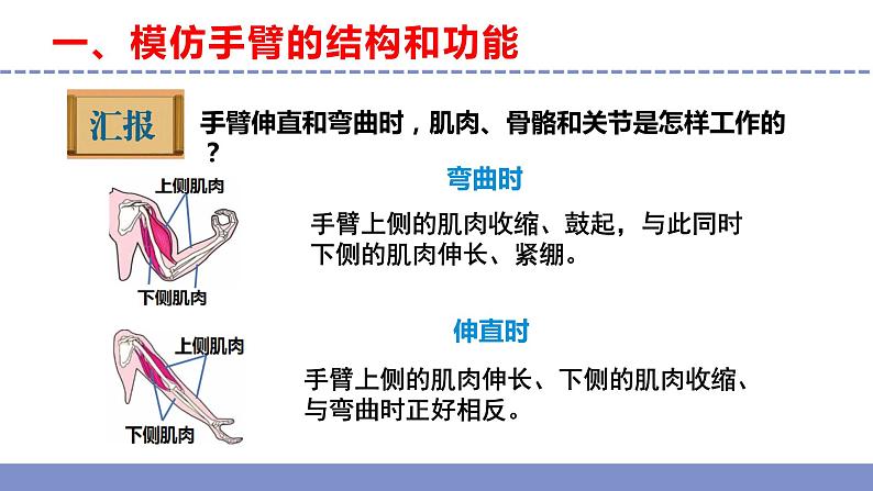 苏教版小学科学五年级下册《8.我们来仿生》课件+教案+视频+作业（全套）05