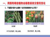 苏教版小学科学五年级下册《10.昼夜对植物的影响》课件+教案+视频+作业（全套）