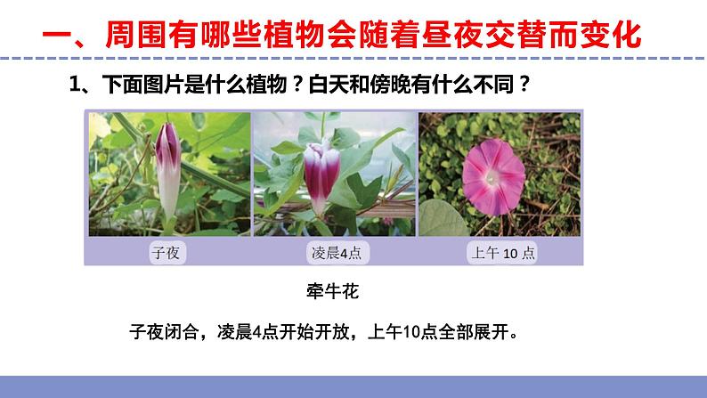 苏教版小学科学五年级下册《10.昼夜对植物的影响》课件+教案+视频+作业（全套）05