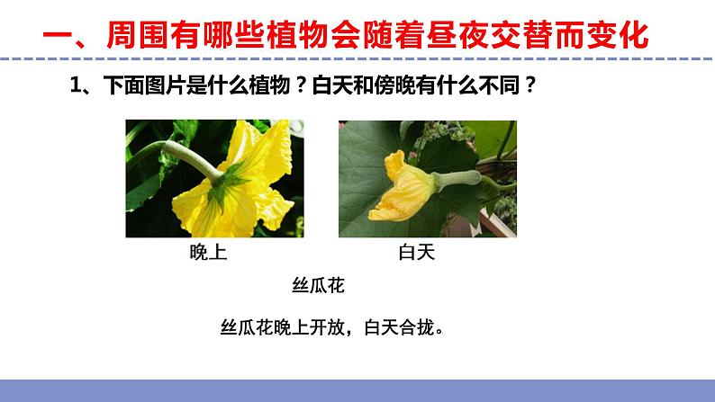 苏教版小学科学五年级下册《10.昼夜对植物的影响》课件+教案+视频+作业（全套）06