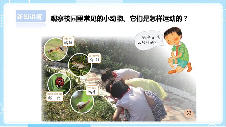 【新课标】4.13《观察小动物》课件第6页