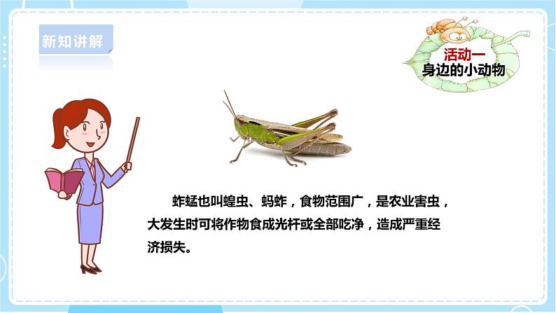 【新课标】4.13《观察小动物》课件第7页
