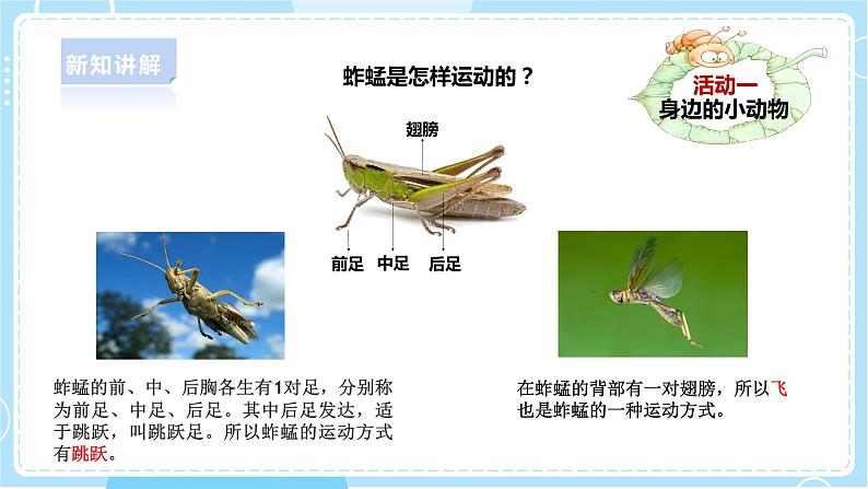 【新课标】4.13《观察小动物》课件第8页