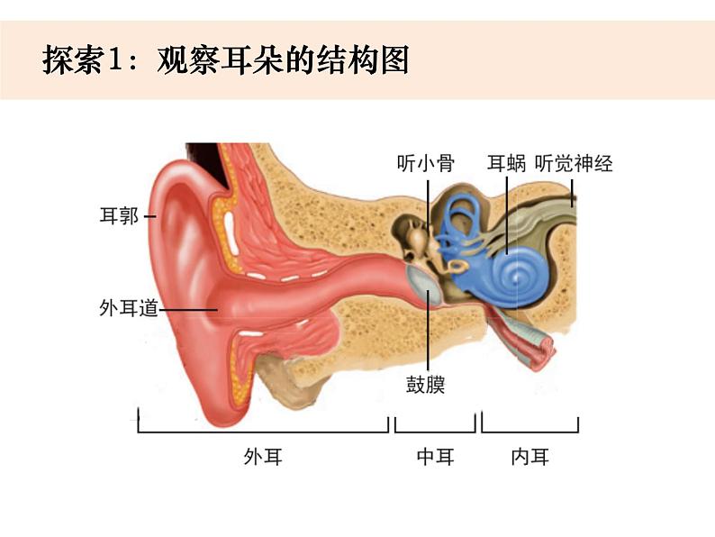 1.4《我们是怎样听到声音的》教学课件第2页