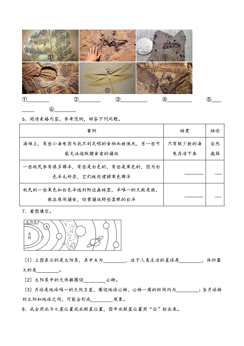 综合实践题（期末专项复习）2023-2024学年六年级科学上册期末复习（苏教版）第3页