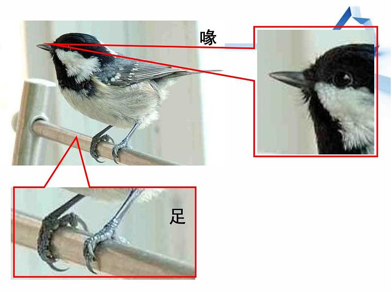 四年级科学上册第3课《鸟》课件03