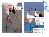 四年級科學(xué)上冊第3課《鳥》課件