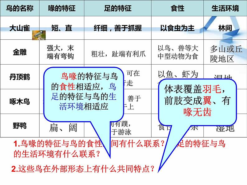 四年级科学上册第3课《鸟》课件08