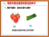 苏教版小学科学三年级下册第一单元《1.种子发芽了》课件+教案+视频+作业
