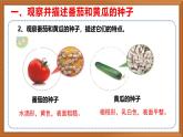 苏教版小学科学三年级下册第一单元《1.种子发芽了》课件+教案+视频+作业