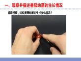 苏教版小学科学三年级下册第一单元《2.幼苗长大了》课件+教案+视频+作业