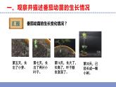 苏教版小学科学三年级下册第一单元《2.幼苗长大了》课件+教案+视频+作业