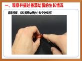 苏教版小学科学三年级下册第一单元《2.幼苗长大了》课件+教案+视频+作业