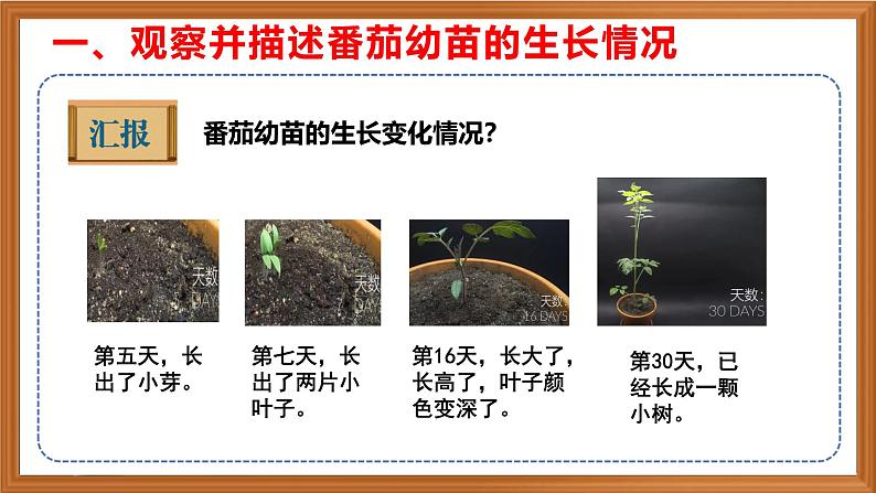 苏教版小学科学三年级下册第一单元《2.幼苗长大了》课件+作业设计+视频第5页