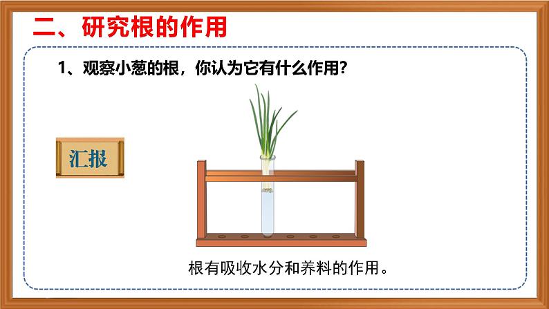 苏教版小学科学三年级下册第一单元《2.幼苗长大了》课件+作业设计+视频第8页