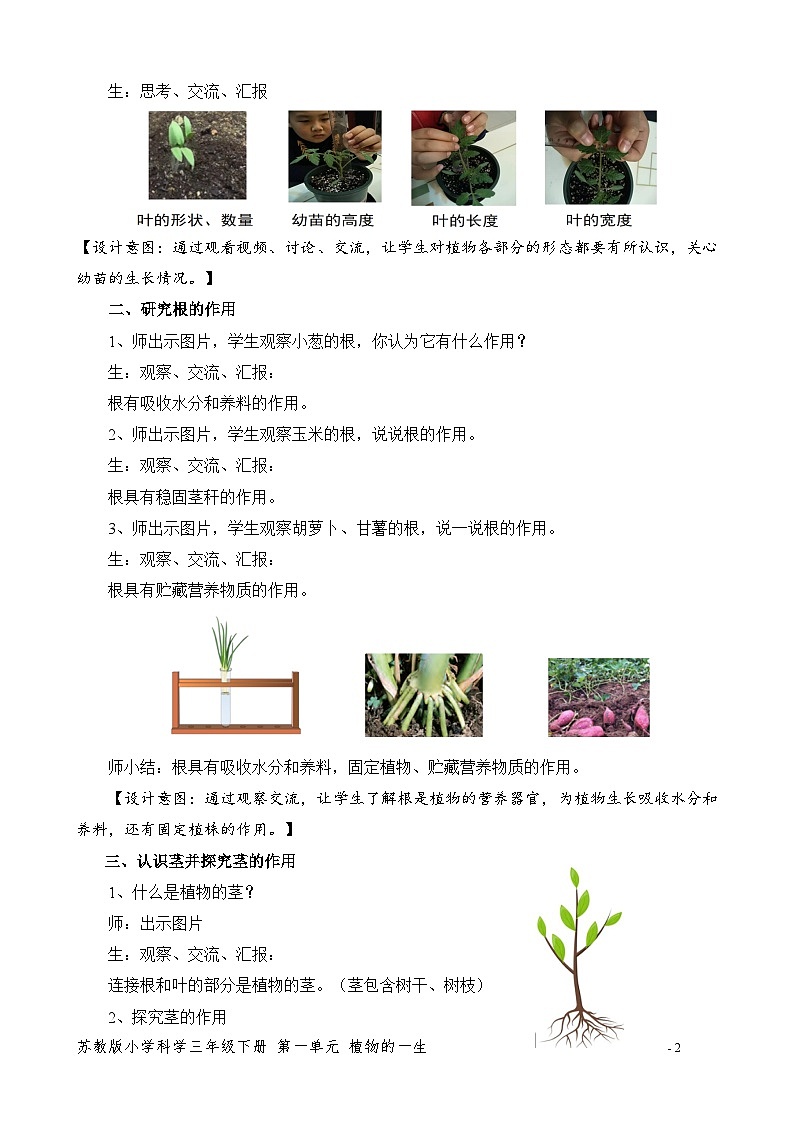 苏教版小学科学三年级下册《2.幼苗长大了》教案第2页