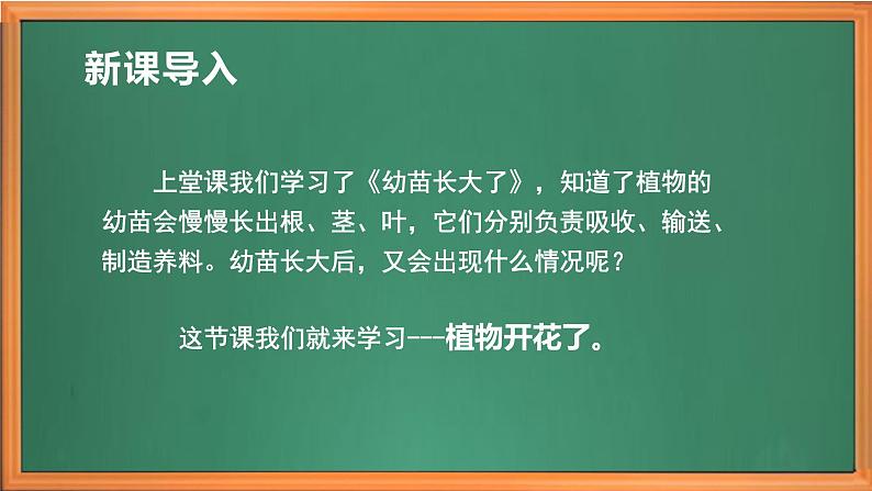 苏教版小学科学三年级下册第一单元《3.植物开花了》课件+教案+视频+作业01