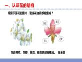 苏教版小学科学三年级下册第一单元《3.植物开花了》课件+教案+视频+作业