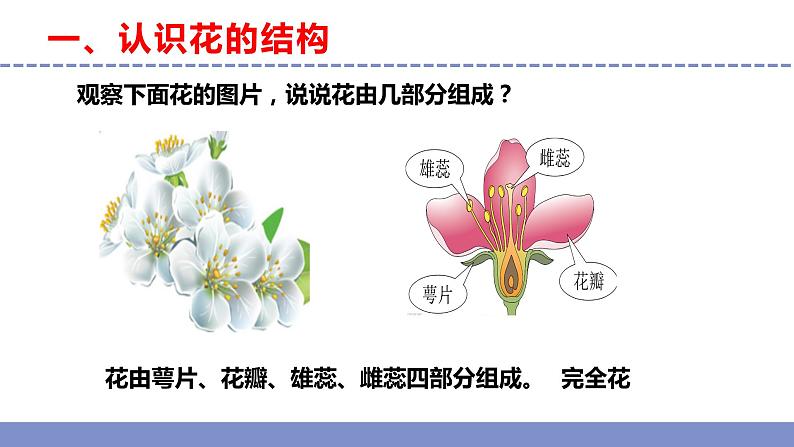 苏教版小学科学三年级下册第一单元《3.植物开花了》课件+教案+视频+作业04