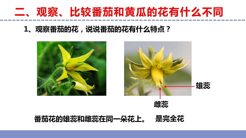 苏教版小学科学三年级下册第一单元《3.植物开花了》课件+教案+视频+作业05