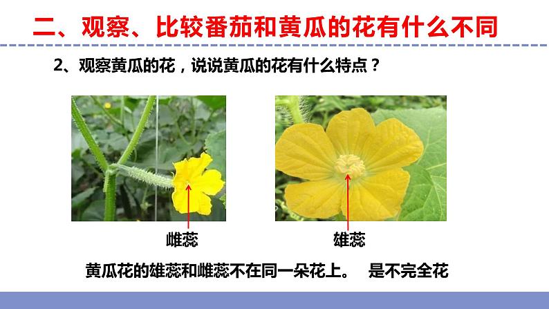 苏教版小学科学三年级下册第一单元《3.植物开花了》课件+教案+视频+作业06