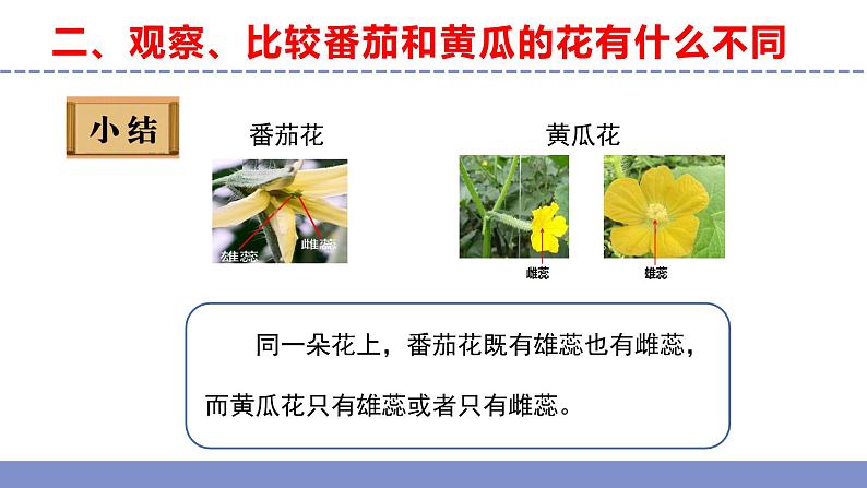 苏教版小学科学三年级下册第一单元《3.植物开花了》课件+教案+视频+作业07