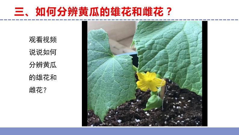 苏教版小学科学三年级下册第一单元《3.植物开花了》课件+教案+视频+作业08