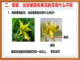 苏教版小学科学三年级下册第一单元《3.植物开花了》课件+教案+视频+作业