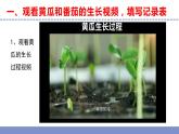 苏教版小学科学三年级下册第一单元《4、植物结果了》课件+教案+视频+作业