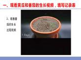 苏教版小学科学三年级下册第一单元《4、植物结果了》课件+教案+视频+作业