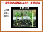 苏教版小学科学三年级下册第一单元《4、植物结果了》课件+教案+视频+作业