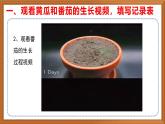 苏教版小学科学三年级下册第一单元《4、植物结果了》课件+教案+视频+作业