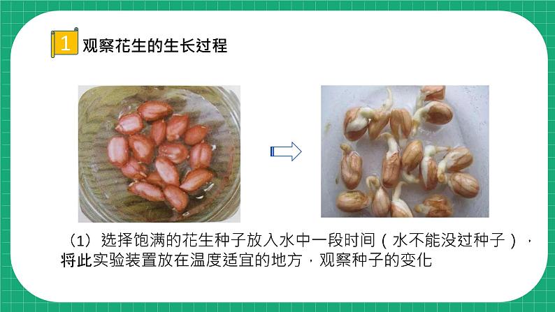 【核心素养】冀教版小学科学四年级下册    7.植物的一生     课件+教案(含教学反思)08