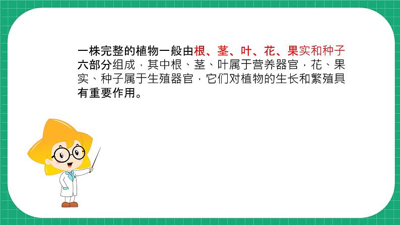 【核心素养】冀教版小学科学四年级下册    5.植物的器官     课件+教案(含教学反思)06