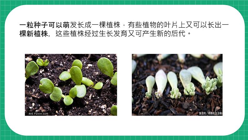 冀教版小学科学四年级下册    6.植物的繁殖    课件第4页