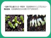 【核心素养】冀教版小学科学四年级下册    6.植物的繁殖     课件+教案(含教学反思)