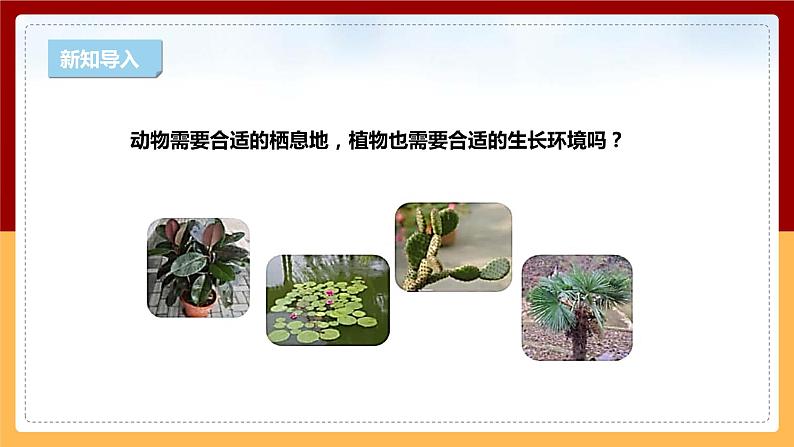 【新课标】1.4《植物与环境》课件 第3页