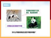 【大象版】六下科學  1.1《動物的家園》課件+教案+同步練習