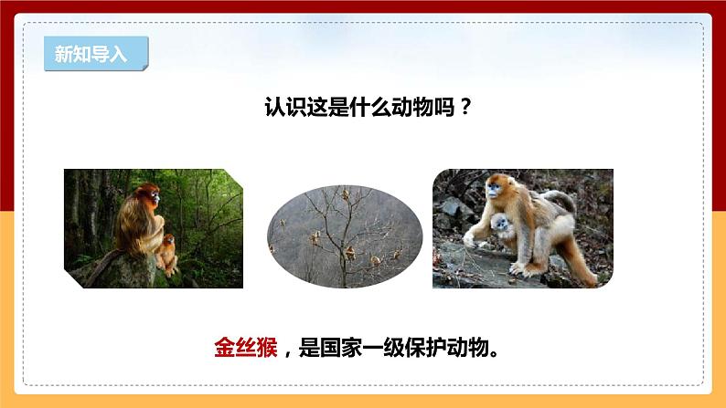 【大象版】六下科学  1.2《金丝猴的家》课件+教案+同步练习03