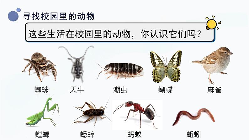 教科版科学一年级下册 2.2《校园里的动物》课件第8页