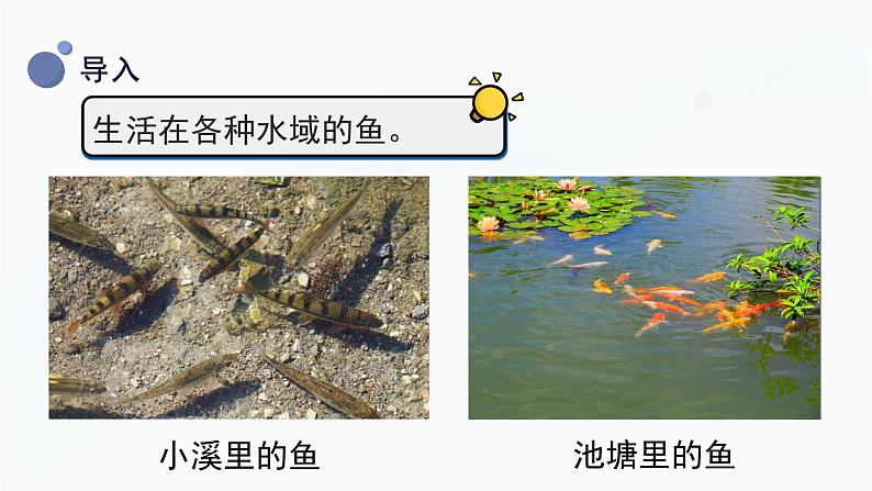 教科版科学一年级下册 2.5《观察鱼》课件05