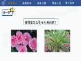 教科版科学四年级下册 1.1《种子里孕育着新生命》课件