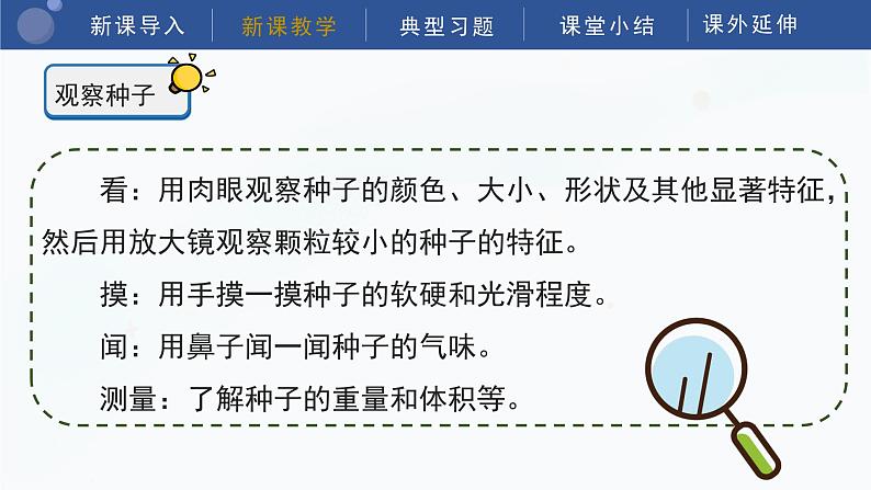 教科版科学四年级下册 1.1《种子里孕育着新生命》课件08