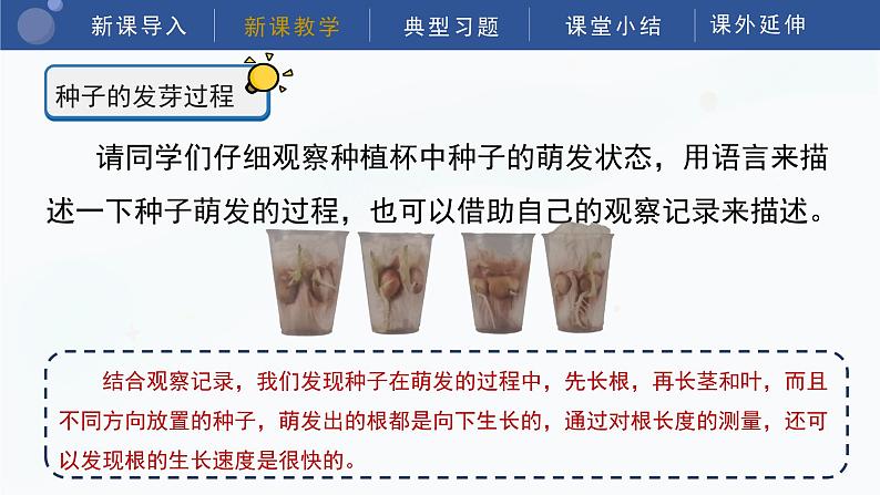 教科版科学四年级下册 1.3《种子长出了根》课件08