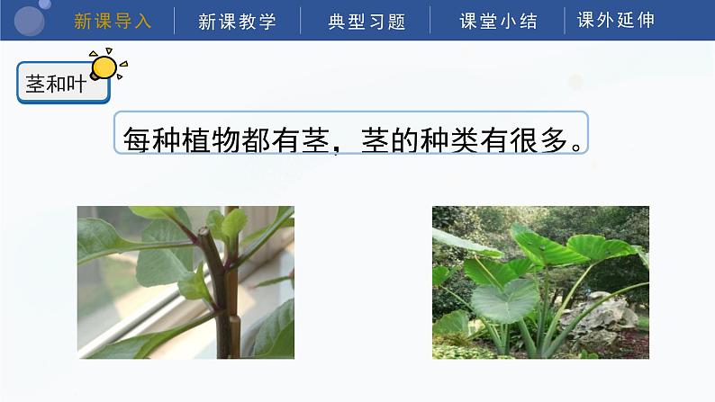 教科版科学四年级下册 1.4《茎和叶》课件第4页