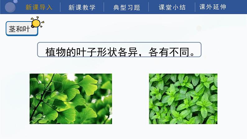 教科版科学四年级下册 1.4《茎和叶》课件第5页