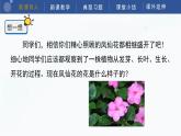 教科版科学四年级下册 1.5《凤仙花开花了》课件