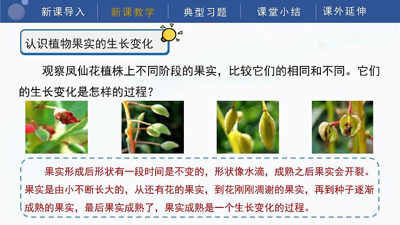 教科版科学四年级下册 1.6《果实和种子》课件第7页