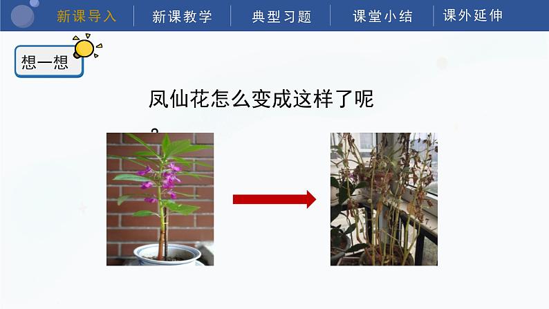 教科版科学四年级下册 1.8《凤仙花的一生》课件04