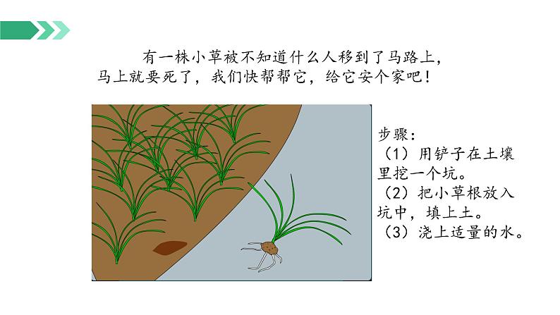 【核心素养】冀人版小学科学二年级下册 8.给小草安个家  课件+教案（含教学反思）08